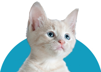 Kissat