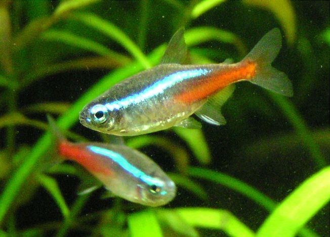 Neontetra