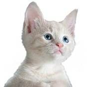 Kissa