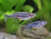 Rasbora & seeprakalat