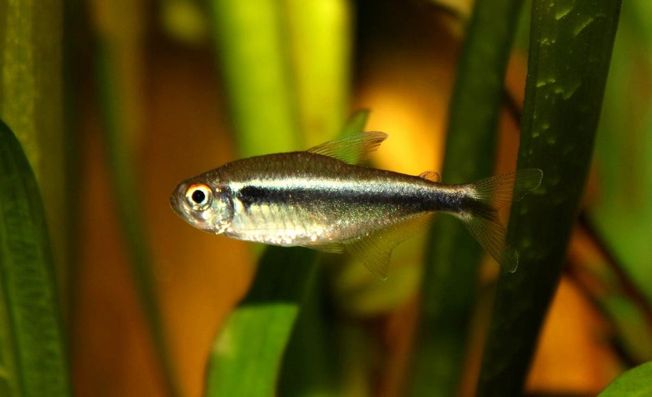 Mustaneontetra