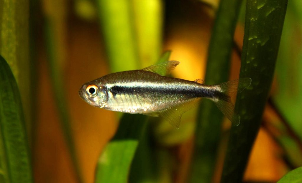 Mustaneontetra